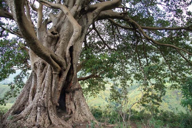 A big Ficus tree, Simien Mountains National Park 2012