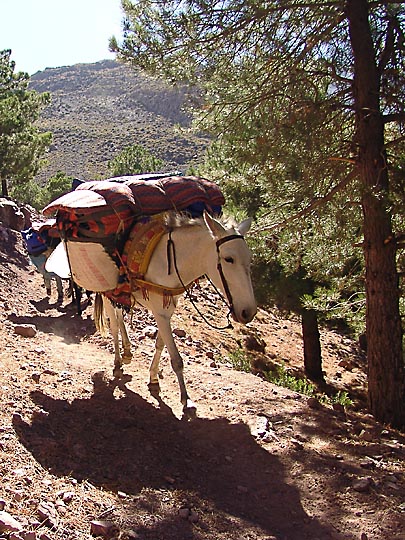A mule loaded with trekkers' gear on the ascent from Imlil village to Tizi (pass) Tamatert, 2007