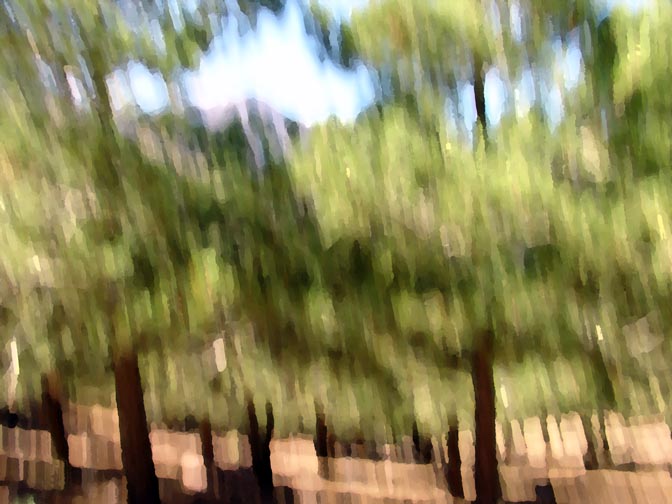 A pine tree forest on the way up from Imlil village to Tizi (pass) Tamatert, 2007