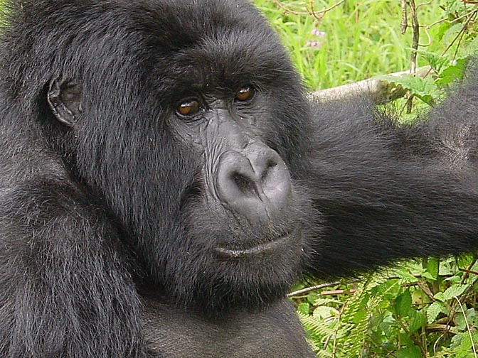 A Chief Silverback Mountain Gorilla, 2000