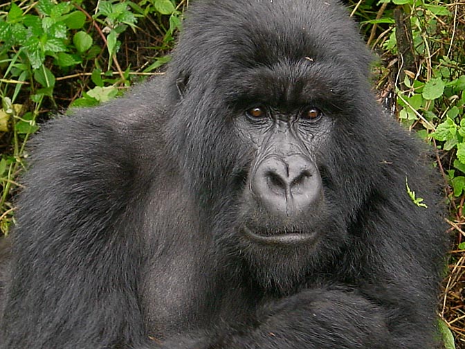 A Chief Silverback Mountain Gorilla, 2000