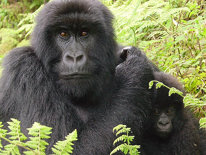 A female and a baby Mountain Gorilla, 2000