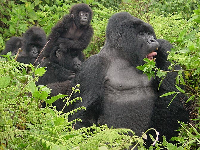 A Mountain Gorilla family, 2000