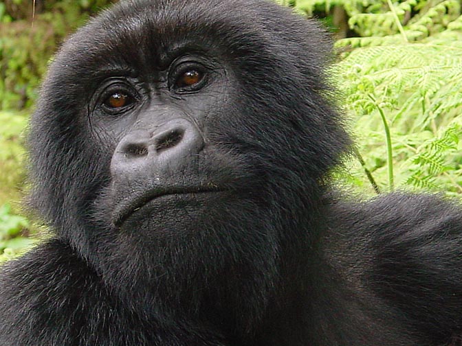 A female Silverback Mountain Gorilla, 2000