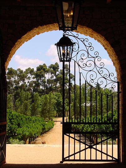 Inside Waterford vineyard, on the wine route in the Cape Winelands, 2000