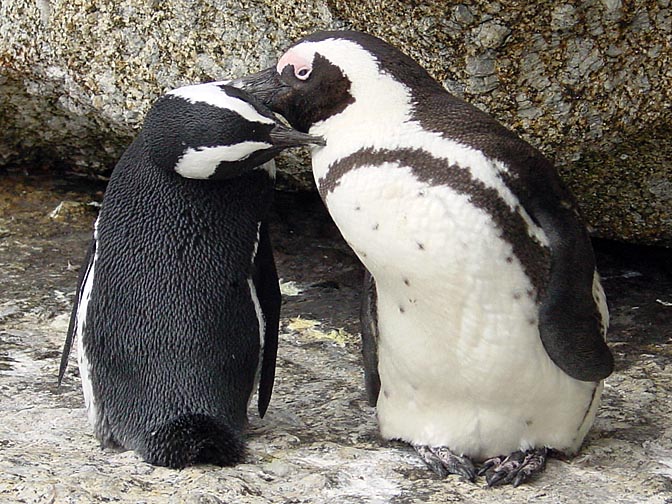 A couple of African Penguins (Spheniscus demersus) being affectionate, the Cape Peninsula 2000