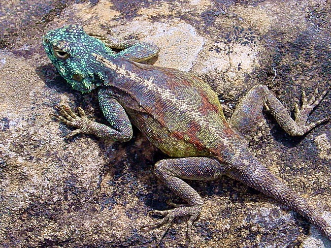 A female lizard in Lion Head, Cape Town 2000