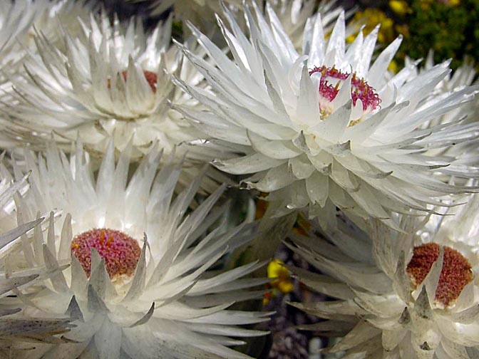 Paronychia flowers in the Cape of Good Hope, 2000