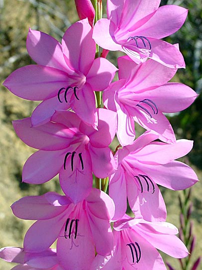 The Gladiolus pink blossoms in Signal Hill, Cape Town 2000