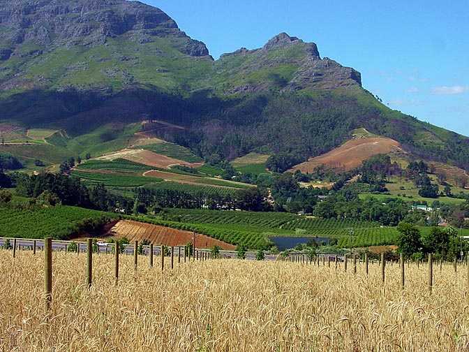 The view from Delaire vineyard, in the wine route of the Cape Winelands, 2000