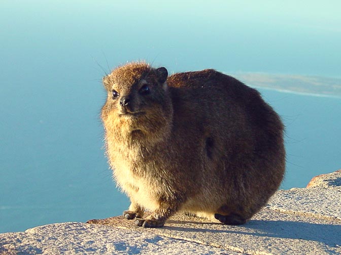 A hyrex in sunset on top of Table Mountain, Cape Town 2000