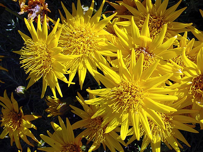 Senecio yellow blossoms in Table Mountain, Cape Town 2000