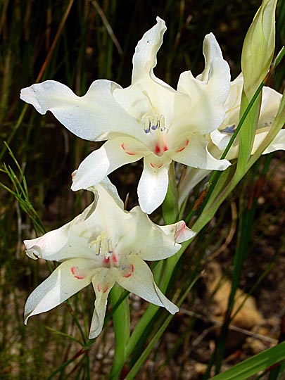 Orchids blossoms in Jonkershoek Nature Reserve, the Cape Winelands 2000