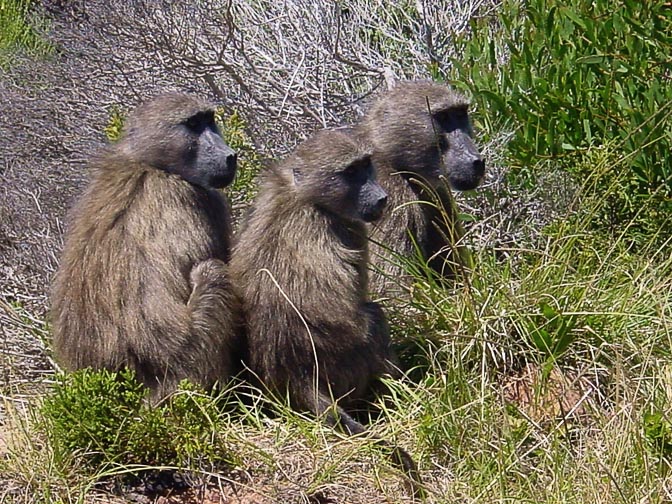 Baboons in the Cape of Good Hope, 2000