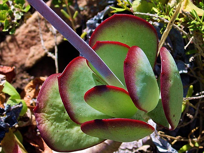 A colorful succulent, the Cape of Good Hope 2000