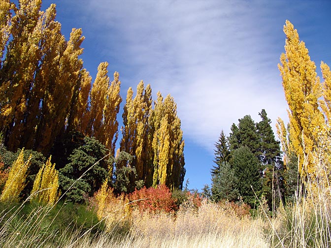 Multicolor autumn foliage, the Neuquen province 2004
