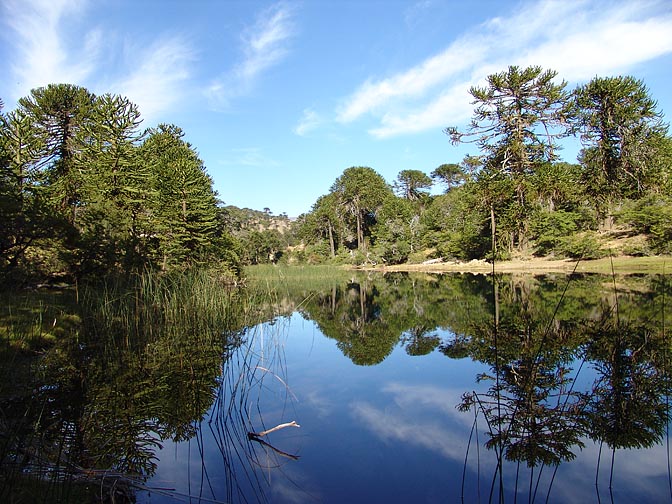 A reflection of Araucaria trees in Rio Rucachoroi, the Neuquen province 2004