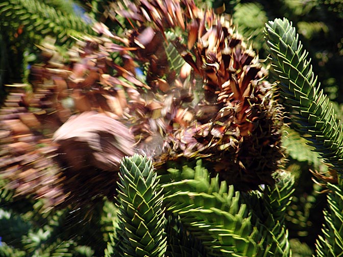 Harvesting the edible seeds (Pinion) of the Araucaria fruit, the Neuquen province 2004