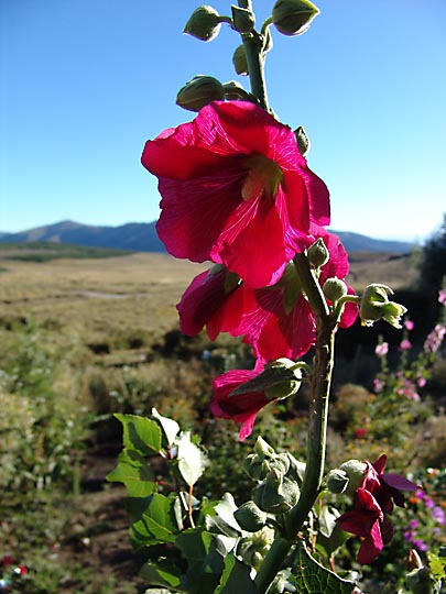 The Alcea flowers in overwhelming color, used to dye poncho wool, the Neuquen province 2004