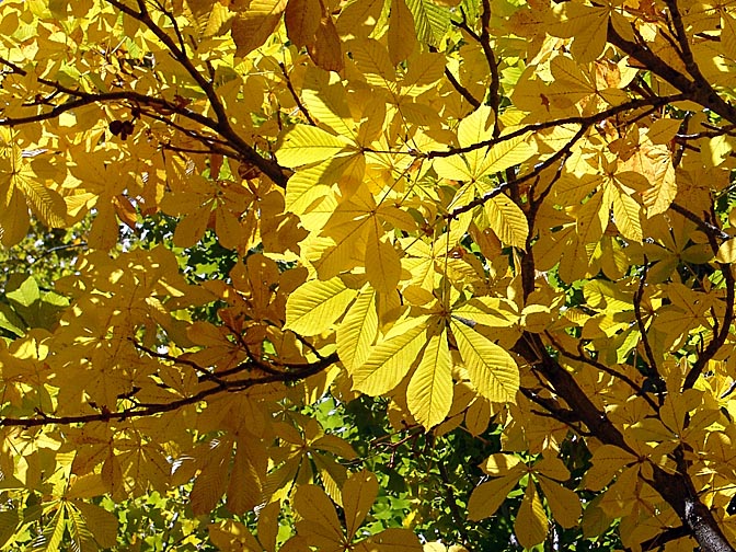 Illuminated autumn foliage, the Neuquen province 2004