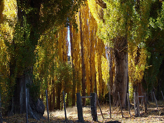 Multicolored foliage in Malleo, the Neuquen province 2004