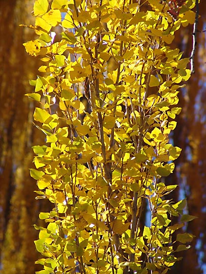 Flaming colors of autumn foliage in Malleo, the Neuquen province 2004