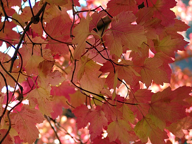 Autumn foliage in dazzling red and orange colors, the Neuquen province 2004