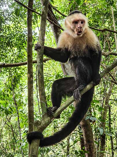 Colombian white-faced capuchin (Cebus capucinus) at Parque Nacional Manuel Antonio, 2022