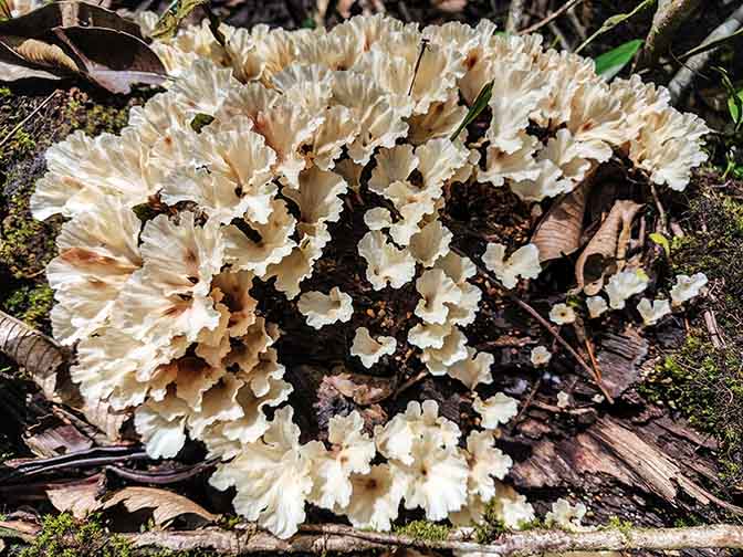 Cluster of fungi sprouting from a dead tree trunk in the Bosque Alegre Wildlife Refuge, 2022