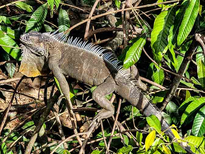 Green Iguana (Iguana iguana) in a tree at the Iguana Restaurant in Muelle, 2022