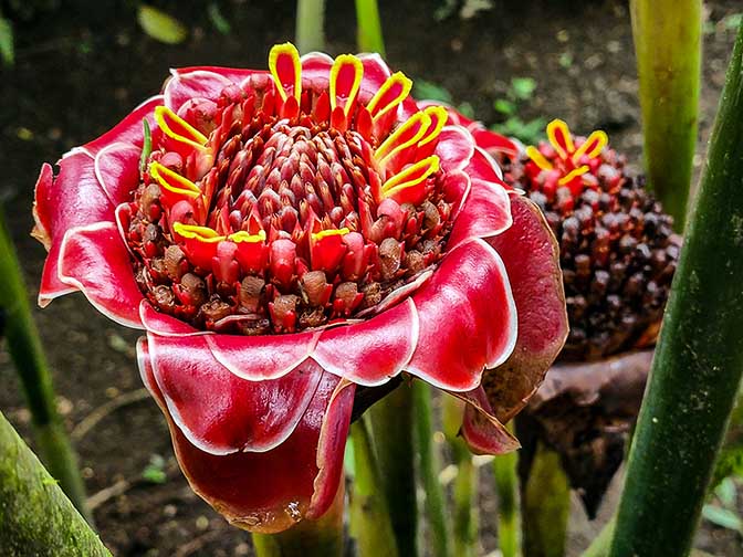 Red flower of Torch Ginger (Etlingera elatior) in Mistico Arenal Hanging Bridges Park, 2022