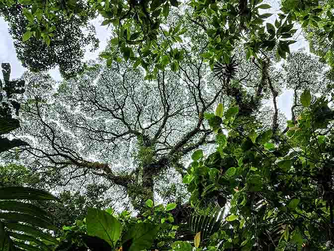 Rainforest treetops in Mistico Arenal Hanging Bridges Park, 2022