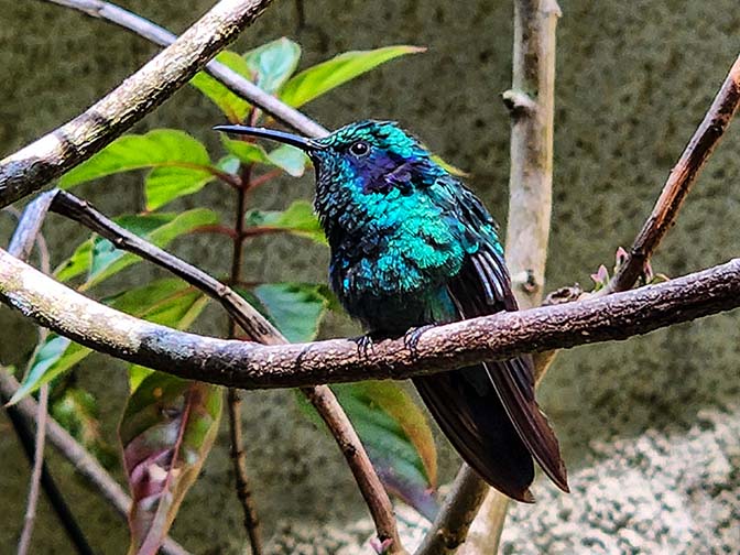 Hummingbird in Cafe Colibri, Monteverde Cloud Forest Biological Preserve 2022