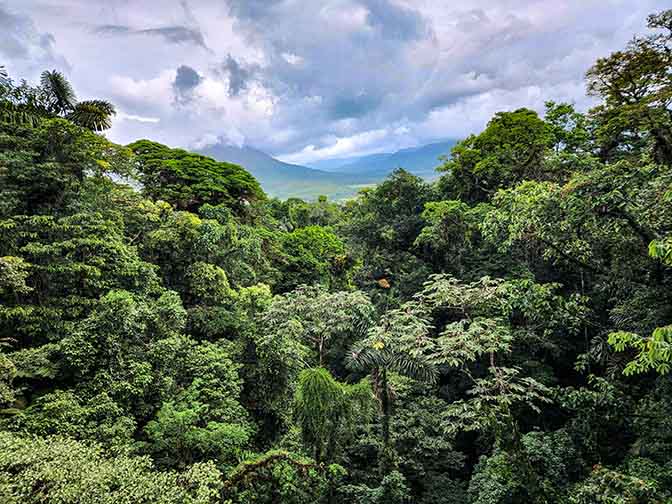 Forest canopy view in Mistico Arenal Hanging Bridges Park, 2022