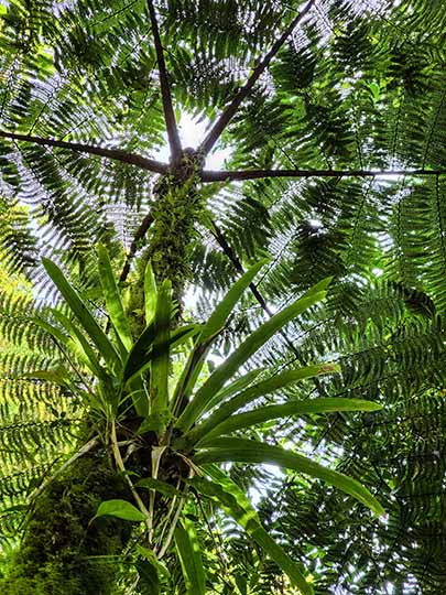 Lush epiphytic bromeliads over a tree in Monteverde Cloud Forest Biological Preserve, 2022