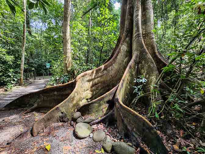 Ficus (Moraceae) root buttress in Parque Nacional Carara, 2022