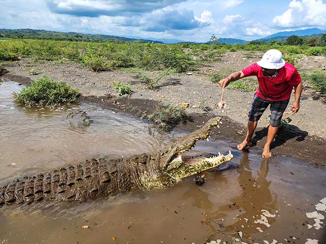 Feeding a crocodile at Tarcoles River, 2022