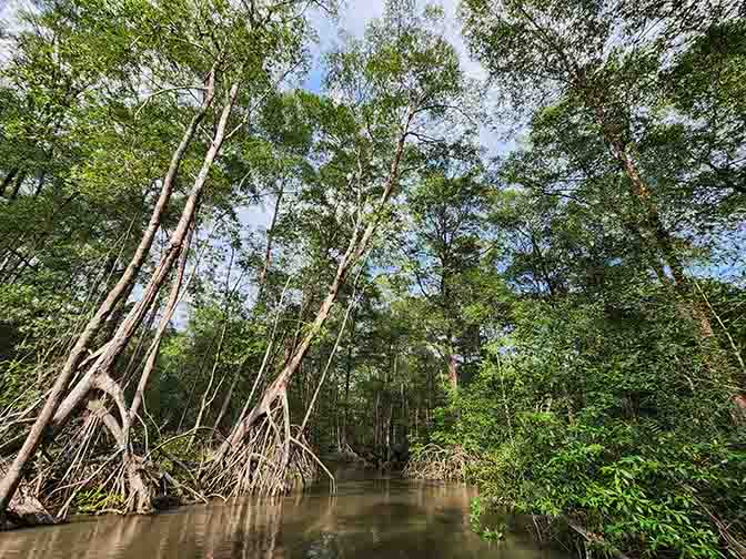 Wild mangrove forest boat tour at Tarcoles River, 2022