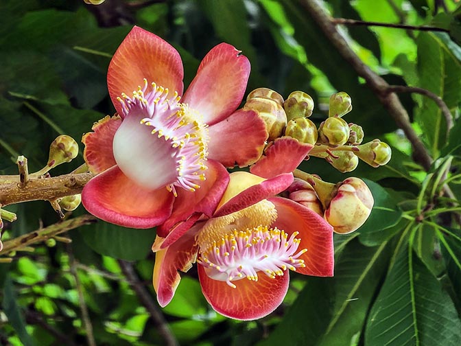 Cannonball tree flowers (Couroupita guianensis) at the stone spheres of Costa Rica site, 2022