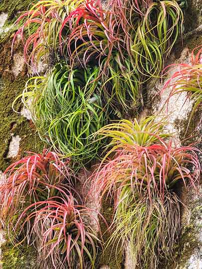 A red tropical epiphyte bromeliad , growing on a tree trunk in the stone spheres of Costa Rica archeological site,2022