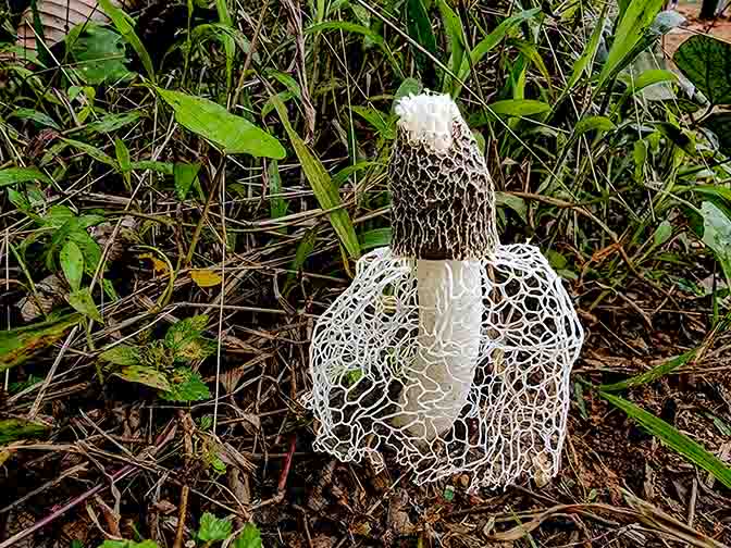 Bamboo mushroom (Phallus indusiatus) in the tropical rainforest near Poor Man's Lodge, 2022