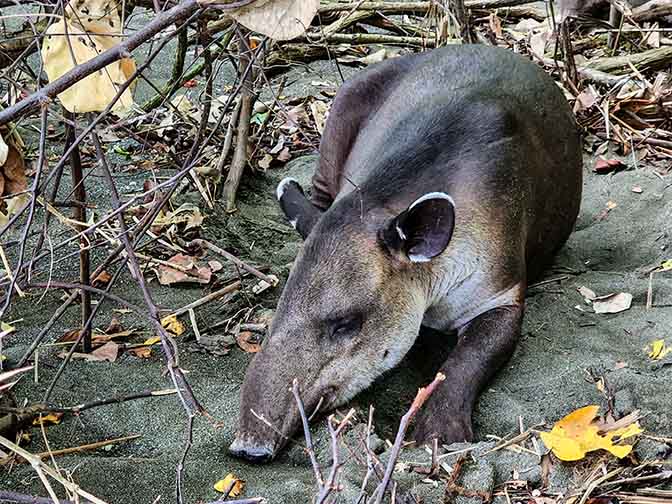 Wild Baird's tapir (Tapirus bairdii) in San Pedrillo, Corcovado National Park 2022