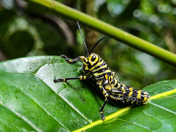 Grasshopper Tropidacris cristata in La Sirena, Corcovado National Park 2022