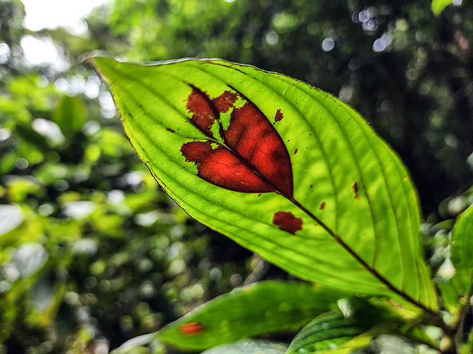 A colorful leaf at Hule Laguna, 2022