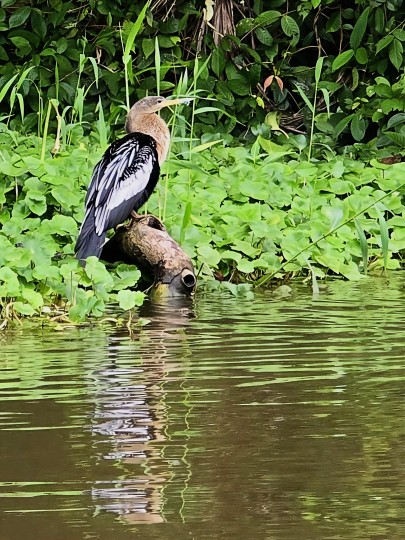 An Anhinga (Anhinga anhinga) in the tropical wetland, Madre de Dios Lagoon 2026