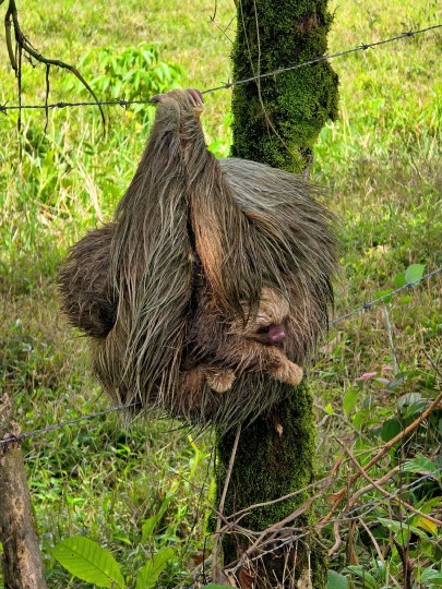 A Hoffmann's two-toed sloth (Choloepus hoffmanni) cradles her young on a barbed wire fence in Sahara, Limon Province 2026