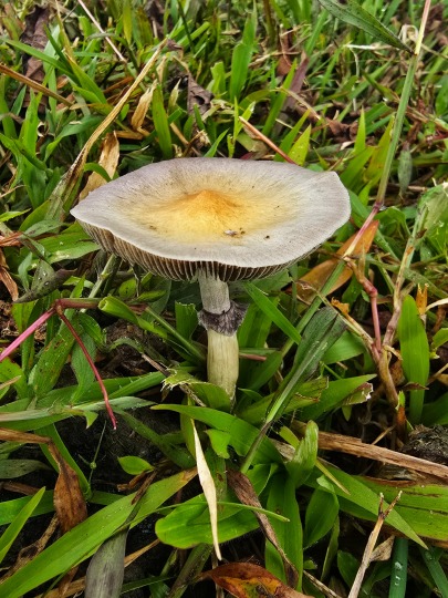 A Weeping Widow (Lacrymaria lacrymabunda) mushroom, 2026
