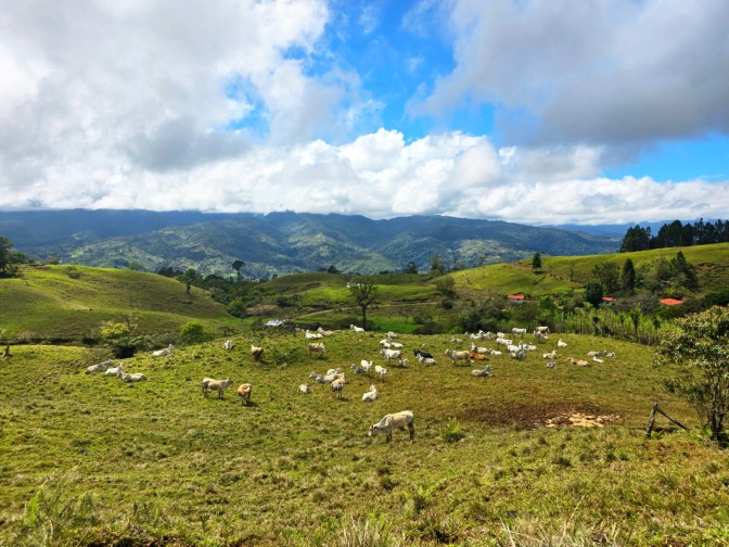 Cattle grazing on rolling green hills, 2026