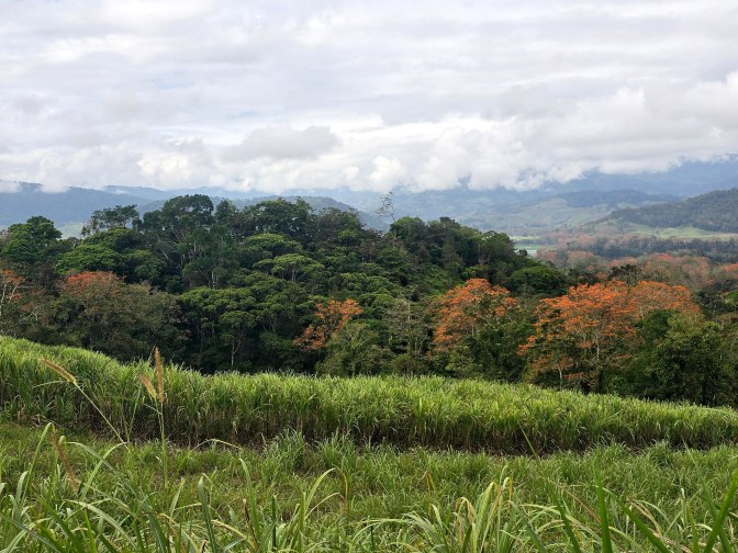 Sugarcane fields with dense tropical forest in the background, 2026