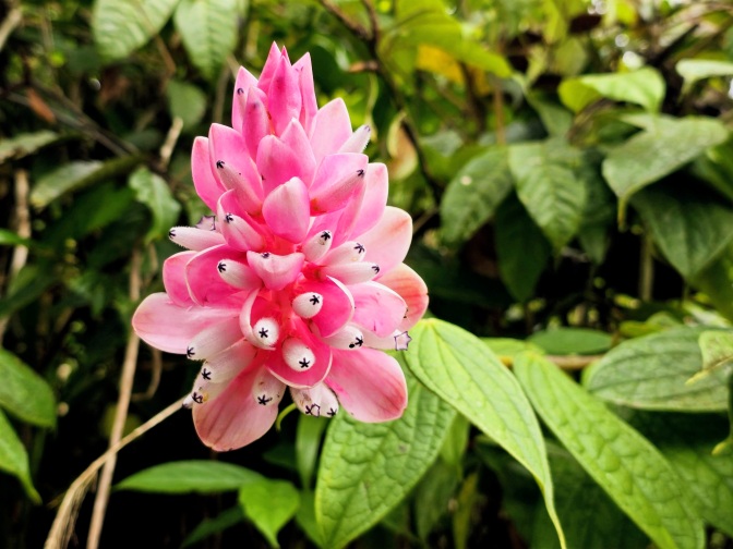 Pink cone ginger (Alpinia purpurata), 2026